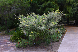 Yellow Necklacepod (Sophora tomentosa var. occidentalis) at Lakeshore Garden Centres
