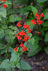 Scarlet Sage (Salvia coccinea) at Lakeshore Garden Centres