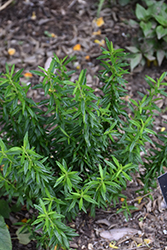 Large-flowered False Rosemary (Conradina grandiflora) at Lakeshore Garden Centres