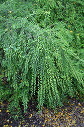 Mousetail Plant (Phyllanthus myrtifolius) at Lakeshore Garden Centres