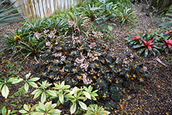 Joe Hayden Begonia (Begonia 'Joe Hayden') at Lakeshore Garden Centres