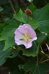 Okinawan Hibiscus (Hibiscus makinoi) at Lakeshore Garden Centres