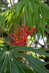 Coralbush (Jatropha multifida) at Lakeshore Garden Centres