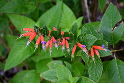 Schumann's Cuphea (Cuphea schumannii) at Lakeshore Garden Centres