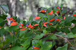 Schumann's Cuphea (Cuphea schumannii) at Lakeshore Garden Centres