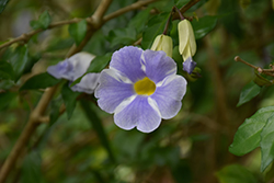 Fairy Moon Bush Clock Vine (Thunbergia erecta 'Fairy Moon') at Lakeshore Garden Centres
