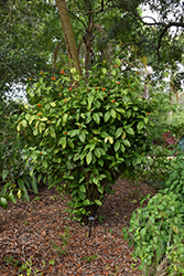 Orange Flame Justicia (Justicia chrysostephana) at Lakeshore Garden Centres