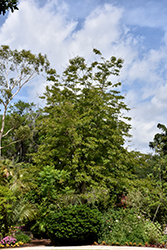 Siamese Senna (Senna siamea) at Lakeshore Garden Centres