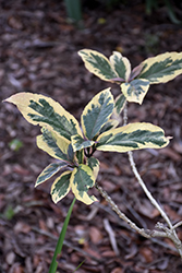 Variegated Starburst Bush (Clerodendrum quadriloculare var. brandonii) at Lakeshore Garden Centres