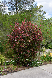 Fire and Ice Hibiscus (Hibiscus rosa-sinensis 'Fire and Ice') at Lakeshore Garden Centres