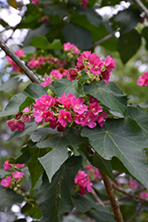 Seminole Dombeya (Dombeya burgessiae 'Seminole') at Lakeshore Garden Centres