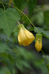 Canary Bird Flowering Maple (Abutilon 'Canary Bird') at Lakeshore Garden Centres