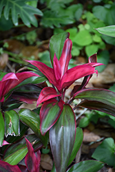 Ruby Hawaiian Ti Plant (Cordyline fruticosa 'Ruby') at Golden Acre Home & Garden