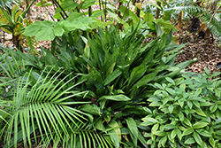 Galaxy Cast Iron Plant (Aspidistra vietnamensis 'Galaxy') at Lakeshore Garden Centres