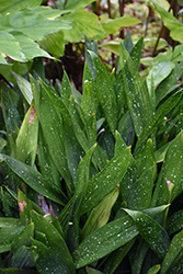Galaxy Cast Iron Plant (Aspidistra vietnamensis 'Galaxy') at Lakeshore Garden Centres
