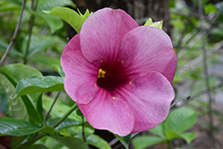 Cherries Jubilee Allamanda (Allamanda cathartica 'Cherries Jubilee') at Lakeshore Garden Centres