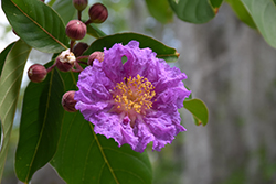 Giant Crapemyrtle (Lagerstroemia speciosa) at Lakeshore Garden Centres