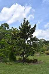 Baby Grand Magnolia (Magnolia grandiflora 'STRgra') at Lakeshore Garden Centres