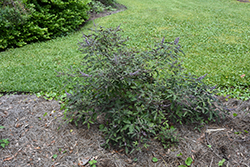 Flip Side Chaste Tree (Vitex 'Bailtexone') at Lakeshore Garden Centres