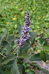 Flip Side Chaste Tree (Vitex 'Bailtexone') at Lakeshore Garden Centres