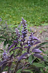 Flip Side Chaste Tree (Vitex 'Bailtexone') at Lakeshore Garden Centres