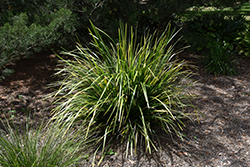Katie Belles Mat Rush (Lomandra hystrix 'LHBYF') at Lakeshore Garden Centres