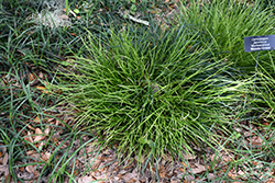 Monkeyshine Monkey Grass (Ophiopogon japonicus 'Monkeyshine') at Lakeshore Garden Centres