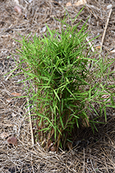 Baby Panda Grass (Pogonatherum paniceum) at Lakeshore Garden Centres
