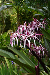 Splendens Giant Crinum Lily (Crinum asiaticum 'Splendens') at Lakeshore Garden Centres