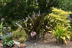 Splendens Giant Crinum Lily (Crinum asiaticum 'Splendens') at Lakeshore Garden Centres
