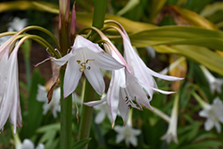 Peachblow Crinum Lily (Crinum 'Peachblow') at Lakeshore Garden Centres