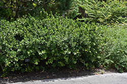 Green Island Ficus (Ficus microcarpa 'Green Island') at Lakeshore Garden Centres