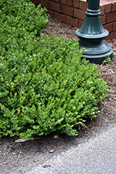 Emerald Blanket Carissa (Carissa macrocarpa 'Emerald Blanket') at Lakeshore Garden Centres