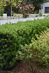 Pringle's Dwarf Shrubby Podocarpus (Podocarpus macrophyllus 'Pringle's Dwarf') at Lakeshore Garden Centres