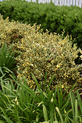 Jack Frost Japanese Privet (Ligustrum japonicum 'Jack Frost') at Lakeshore Garden Centres