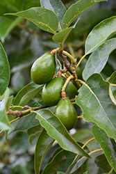 Fuerte Avocado (Persea americana 'Fuerte') at Lakeshore Garden Centres