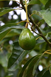 Lila Avocado (Persea americana 'Lila') at Lakeshore Garden Centres