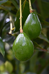 Lila Avocado (Persea americana 'Lila') at Lakeshore Garden Centres