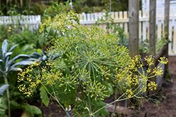 Hercules Dill (Anethum graveolens 'Hercules') at Lakeshore Garden Centres