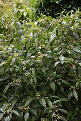 Little Psycho Wild Coffee (Psychotria nervosa 'Little Psycho') at Lakeshore Garden Centres