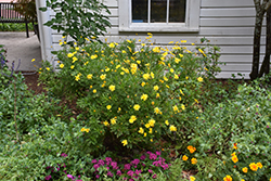 African Bush Daisy (Euryops chrysanthemoides) at Lakeshore Garden Centres