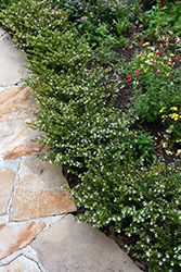 FloriGlory Maria Mexican Heather (Cuphea hyssopifolia 'Wescufloma') at Lakeshore Garden Centres