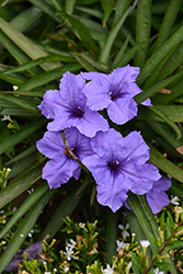 Mexican Petunia (Ruellia brittoniana) at Lakeshore Garden Centres