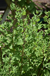 Ginger Bush (Tetradenia riparia) at Lakeshore Garden Centres