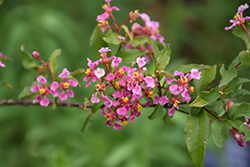 Fairchild Barbados Cherry (Malpighia glabra 'Nana') at Lakeshore Garden Centres