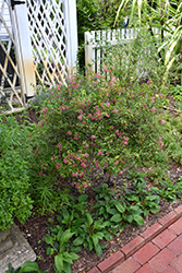 Fairchild Barbados Cherry (Malpighia glabra 'Nana') at Lakeshore Garden Centres