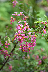 Barbados Cherry (Malpighia glabra) at Lakeshore Garden Centres