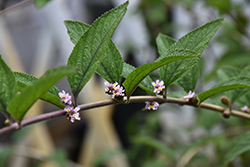 Bushy Lippia (Lippia alba) at Lakeshore Garden Centres