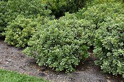 Variegated Mock Orange (Pittosporum tobira 'Variegatum') at Lakeshore Garden Centres