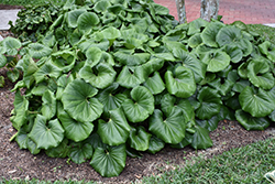 Giant Leopard Plant (Farfugium japonicum 'Giganteum') at Lakeshore Garden Centres
